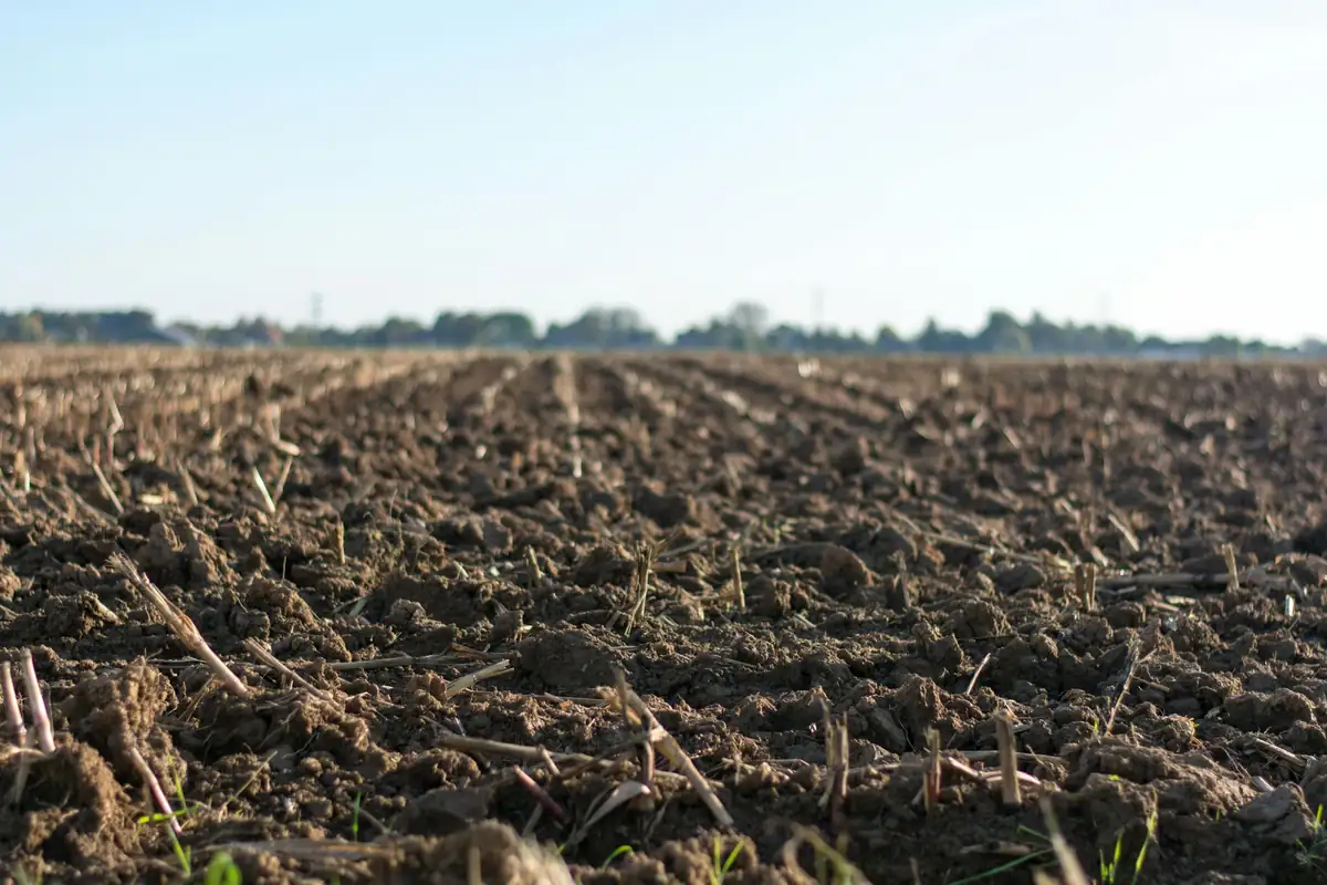 Landwirtschaftliches Feld mit Bodenschutz-Streifen am Rand