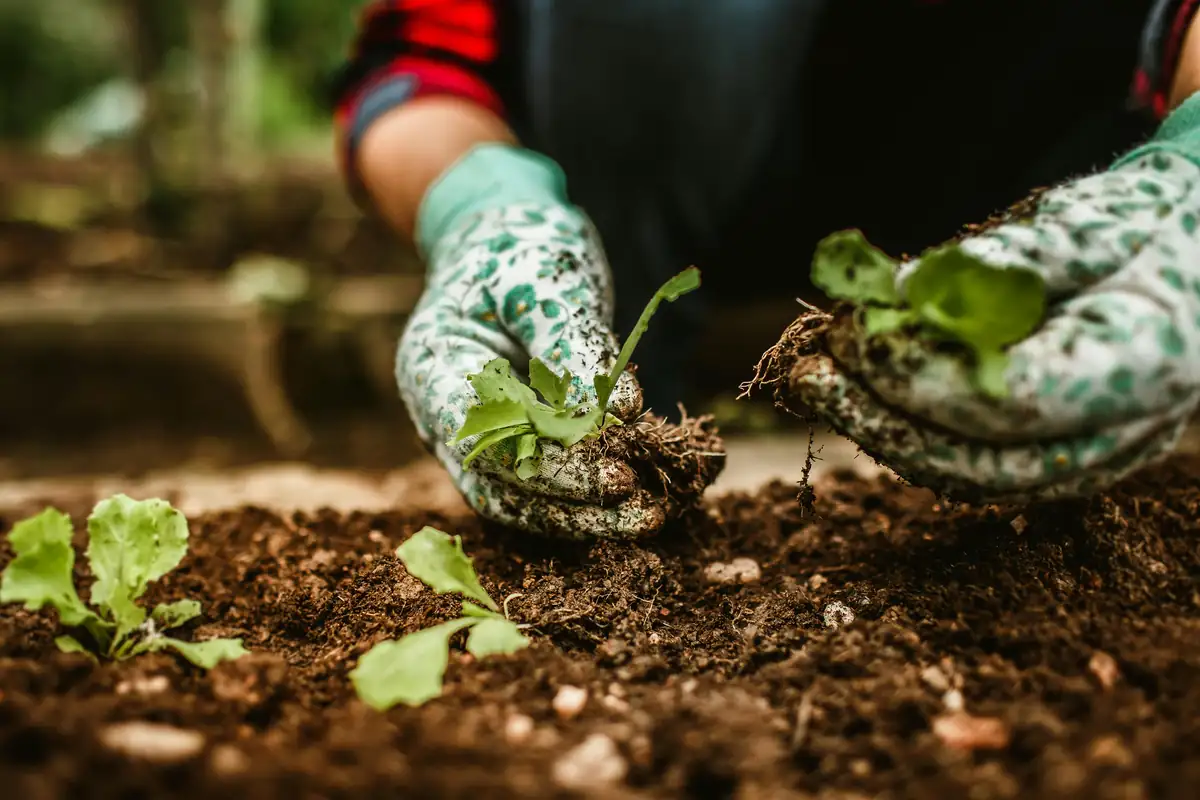 Hände halten dunkle Gartenerde